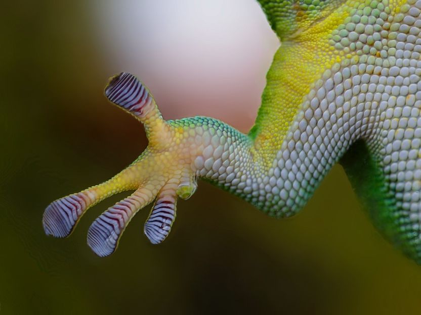 Scaling to new heights with gecko-inspired adhesive