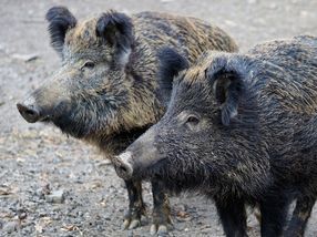 Gebot der Stunde: Vorbeugung vor Afrikanischer Schweinepest