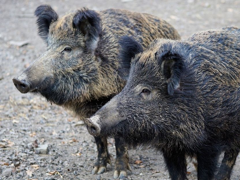 Gebot der Stunde: Vorbeugung vor Afrikanischer Schweinepest - DBV-Vizepräsident Schwarz erläutert Maßnahmen