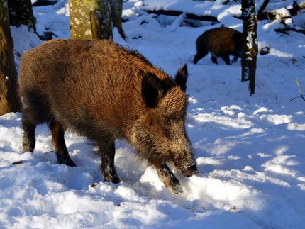 Wildschwein