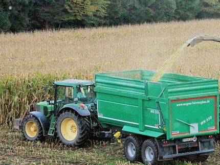 In sweet corn, workhorses win