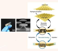 New insights into underwater adhesives