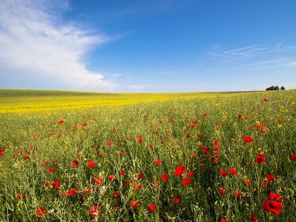 TU Berlin: Klimaschutz durch Fruchtfolgen