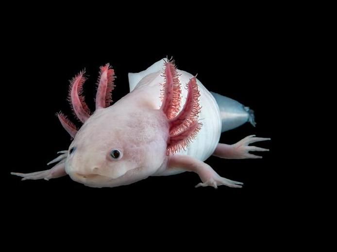 The largest genome ever - Decoding the Axolotl