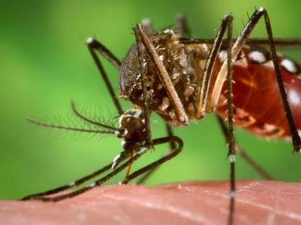 Link found between genes in mosquitos and the spread of diseases