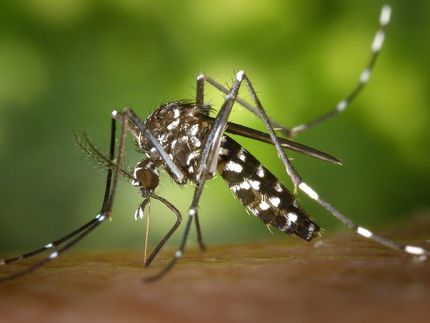 Bacteria block transmission of Zika and Dengue viruses