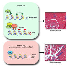 Enzym entscheidet, ob sich Fettzellen oder Muskelzellen im Körper bilden
