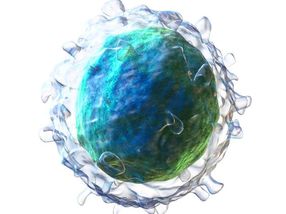 Autoimmune disorders and regulatory B cells – marker identified