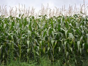 In Hochleistungs-Mais sind mehr Gene aktiv