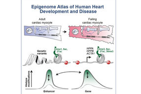 Erstmalig Atlas der Genregulatoren in menschlichen Herzzellen entschlüsselt