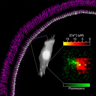 Die optische Vermessung der synaptischen Nano-Welt