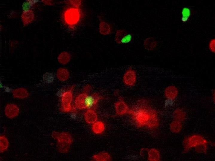 Laboratory of Lymphocyte Dynamics