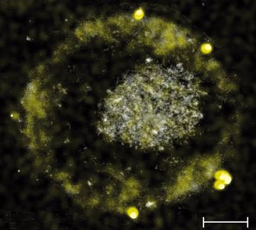 Bacteria produce gold by digesting toxic metals