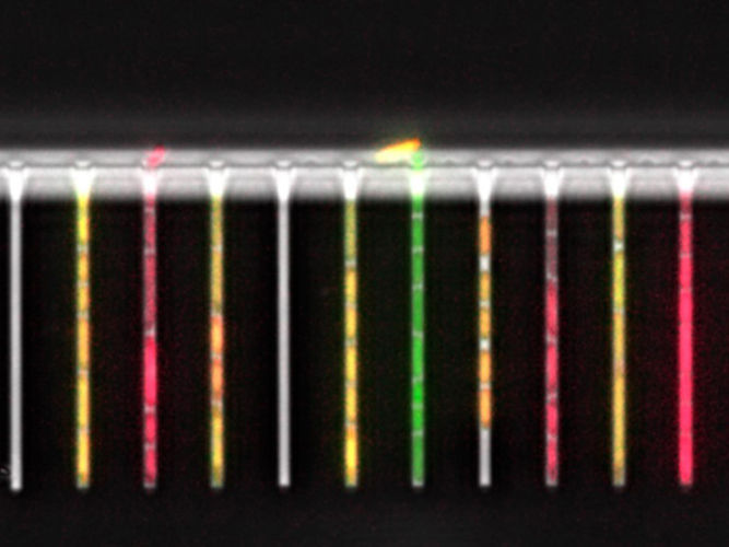 Lab-on-a-chip for tracking single bacterial cells