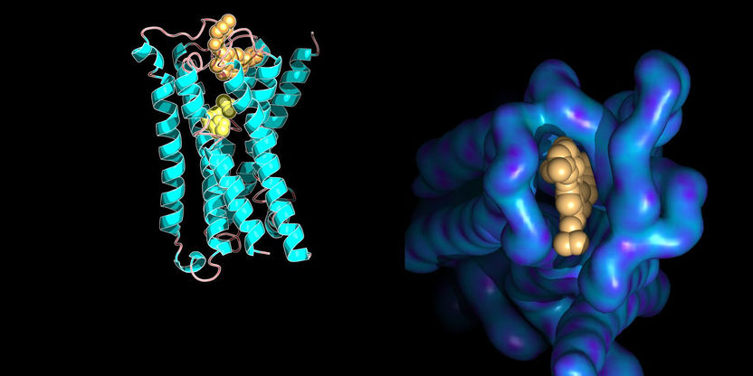 Ilaria Piazza / ETH Zürich / PDB database entry 4MQT