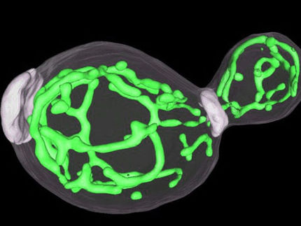 Nanoschalter in der Zelle: Neuer Mechanismus zur Regulation der Proteinsynthese entdeckt