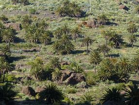 WWF-Palmöl-Check: Wenig Klasse, viel träge Masse