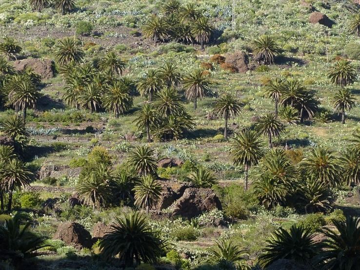 WWF-Palmöl-Check: Wenig Klasse, viel träge Masse - WWF fordert gesetzliche Vorgaben für Import und Kennzeichnung