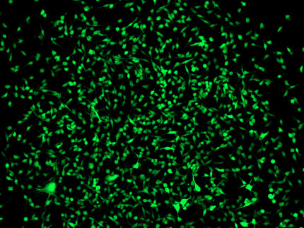 Neues Mausmodell lässt Stammzellen grün leuchten