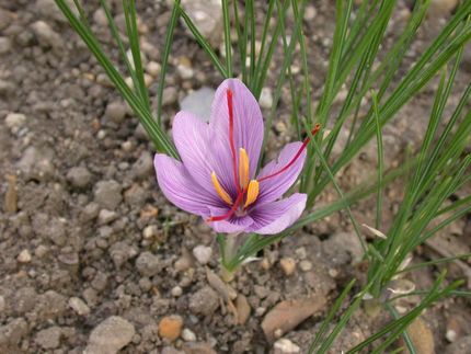 Junge Pharmazeutin macht Safran fälschungssicher
