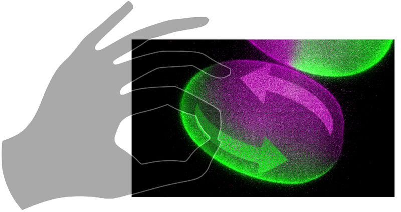 Mittasch et al. / MPI-CBG