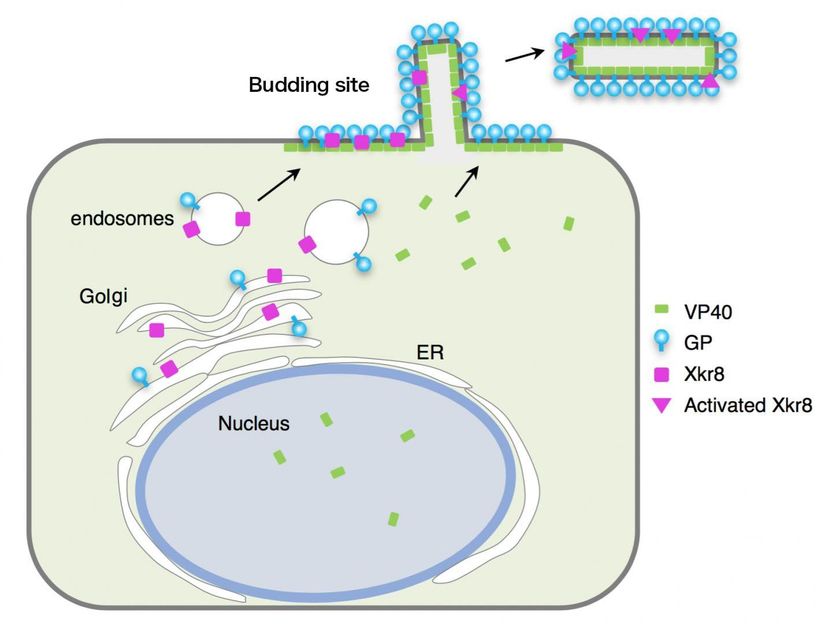 Nanbo A. et al., PLoS Pathogens, January 16, 2018