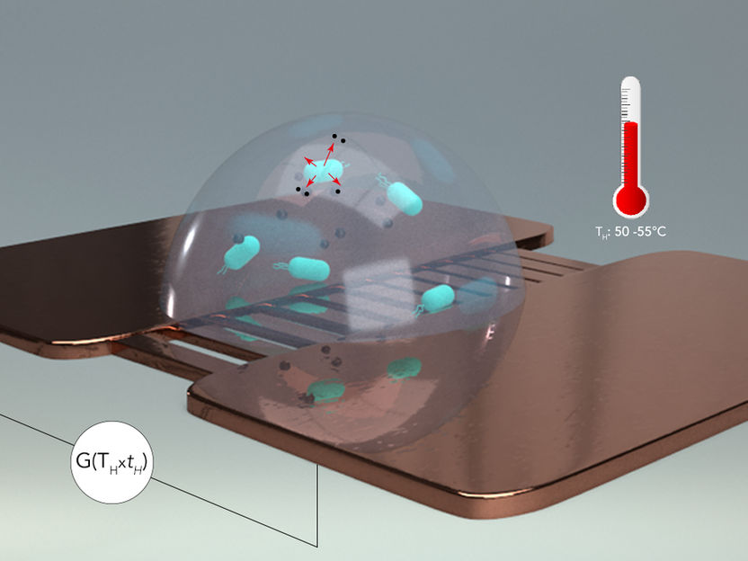 Study shines new light on how Salmonella "die" at low temperatures