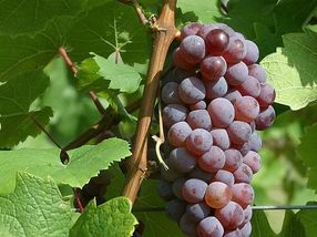 Roter Riesling