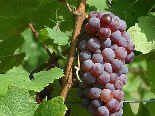 Roter Riesling beim Bundessortenamt eingetragen - Zulassung der Sorte nun auch in allen rheinland-pfälzischen Anbaugebieten