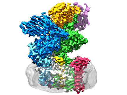 Durchbruch: 3D-Struktur eines wichtigen Enzyms aufgeklärt, das Zucker an Eiweiss klebt