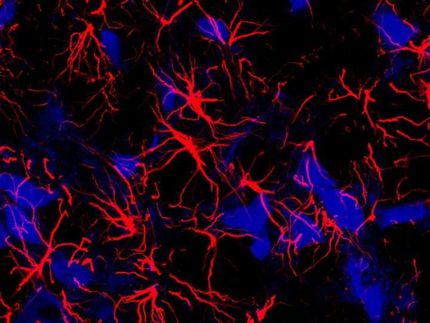 Star-like cells may help the brain tune breathing rhythms