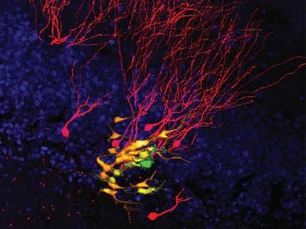 Teilung von Stammzellen erstmals im Gehirn mitverfolgt