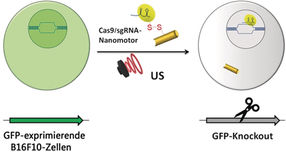 Akustische Nanomotoren: Aktive Zelltransporter für den Cas9-sgRNA-Komplex mit Ultraschall-Antrieb