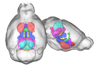 Mouse brain