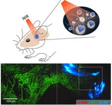 Una forma no invasiva de manipular la actividad neuronal usando la optogenética