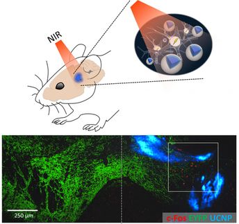 Una forma no invasiva de manipular la actividad neuronal usando la optogenética