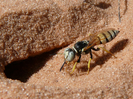 Bienenwölfe nutzen seit 68 Millionen Jahren erfolgreich die gleichen Antibiotika