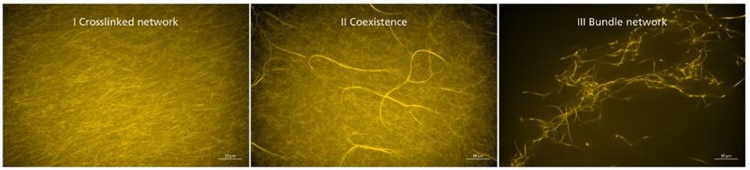 © Foto Source: Synthetic Transient Crosslinks Program the Mechanics of Soft, Biopolymer-Based Materials, J. Lorenz et al., Advanced Materials, Copyright © 2018, Wiley-VCH | Figure 3/c