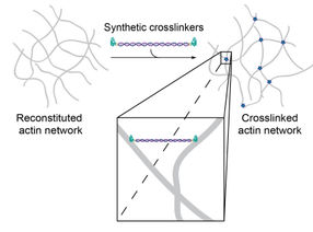 © Foto Source: Synthetic Transient Crosslinks Program the Mechanics of Soft, Biopolymer-Based Materials, J. Lorenz et al., Advanced Materials, Copyright © 2018, Wiley-VCH | Figure 1/b