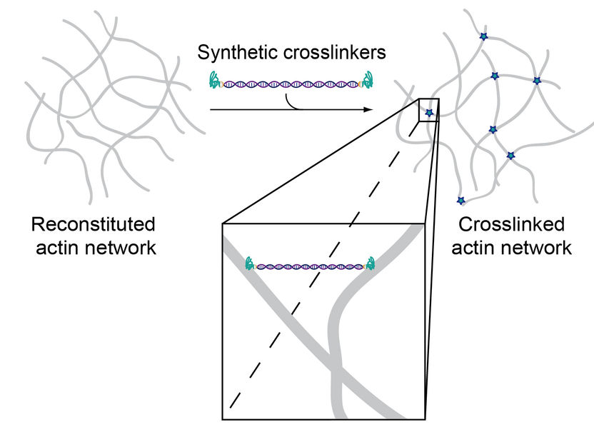 © Foto Source: Synthetic Transient Crosslinks Program the Mechanics of Soft, Biopolymer-Based Materials, J. Lorenz et al., Advanced Materials, Copyright © 2018, Wiley-VCH | Figure 1/b