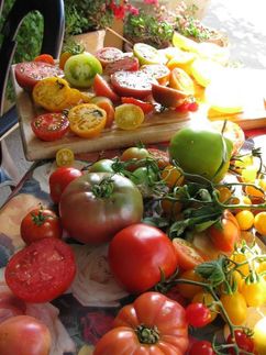 Bunte Mischung - Tomatenzüchtung bringt große Vielfalt auf den Teller.