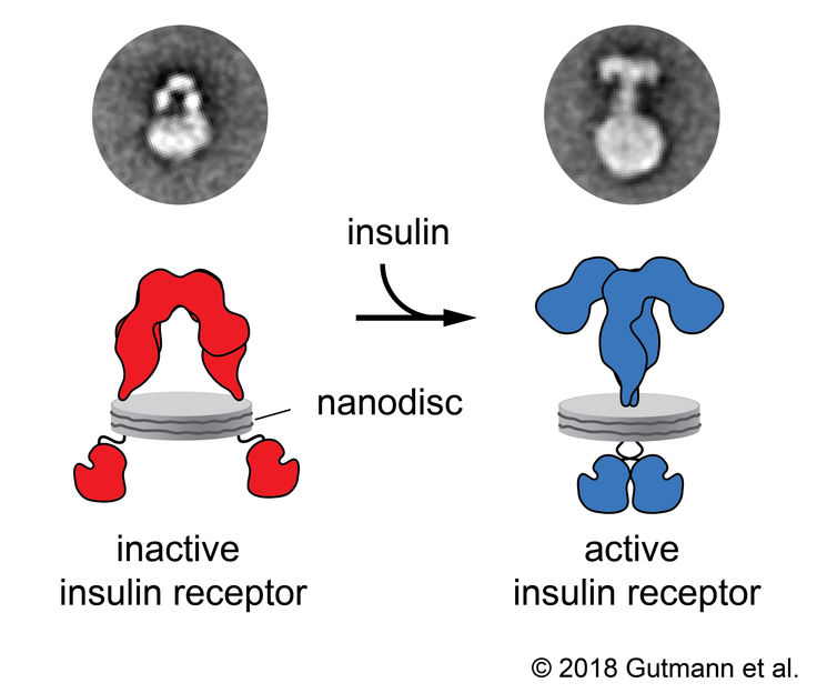 © Gutmann et al. 2018