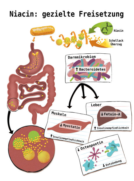 Grafik/Copyright: Holly McKelvey/Exzellenzcluster „Inflammation at Interfaces“