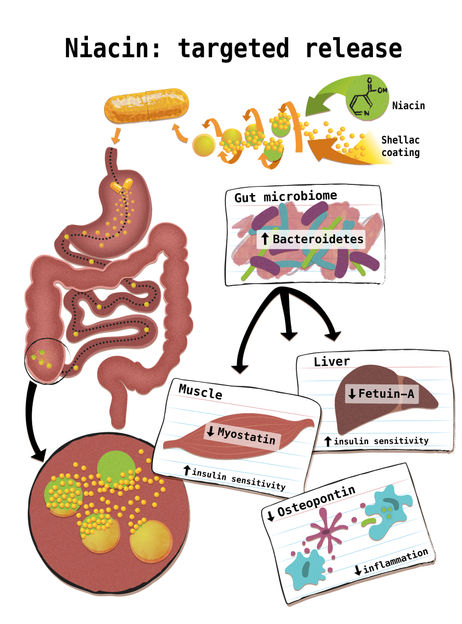 Graphic/copyright: Holly McKelvey/Cluster of Excellence "Inflammation at Interfaces"