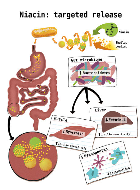 Graphic/copyright: Holly McKelvey/Cluster of Excellence "Inflammation at Interfaces"