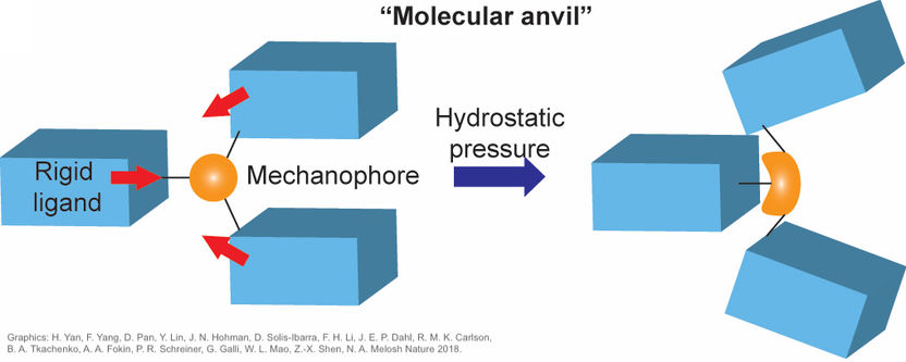 Grafik: Hao Yan et al./Nature 2018