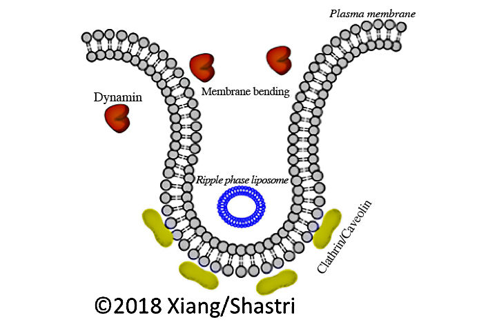 Grafik: Prasad Shastri, Shengnan Xiang