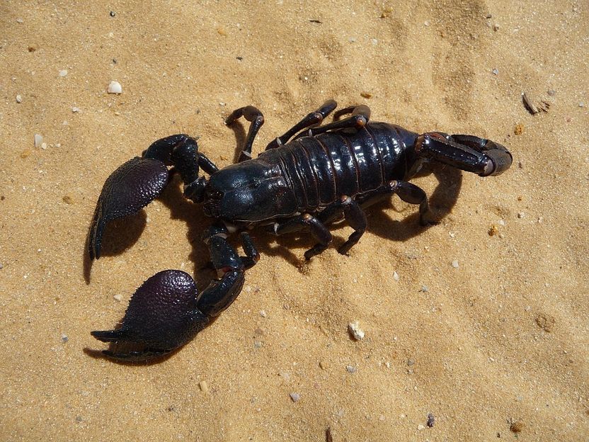 Scorpion Venom Could Lead to New Antibiotics