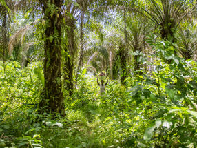 Rapunzel bezieht und verarbeitet für seine Produkte ausschließlich fair gehandeltes Bio-Palmöl, z. B. aus Ghana.