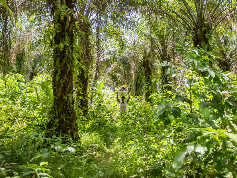 Rapunzel bei den Spitzenreitern für nachhaltiges Palmöl - WWF veröffentlicht die Palmöl-Scorecard 2017